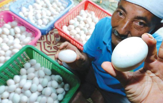 Góc làm giàu không khó: Khởi nghiệp từ 50 con vịt, cặp vợ chồng kiếm gần 70 triệu đồng mỗi tháng nhờ bán trứng vịt