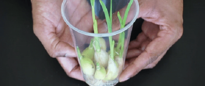 Nếu muốn có vườn tỏi ngay tại nhà, hãy dắt túi ngay mẹo trồng tỏi siêu dễ này