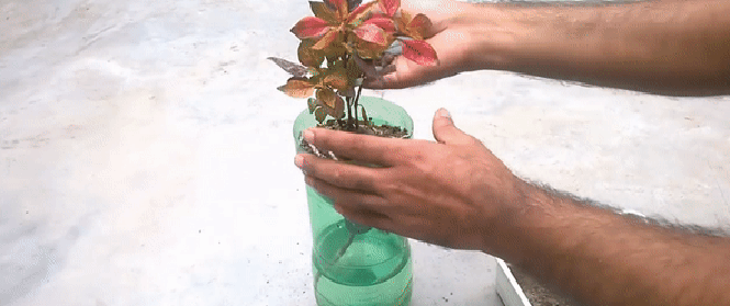Trồng cây trong chai nhựa vô cùng đơn giản theo những bước này
