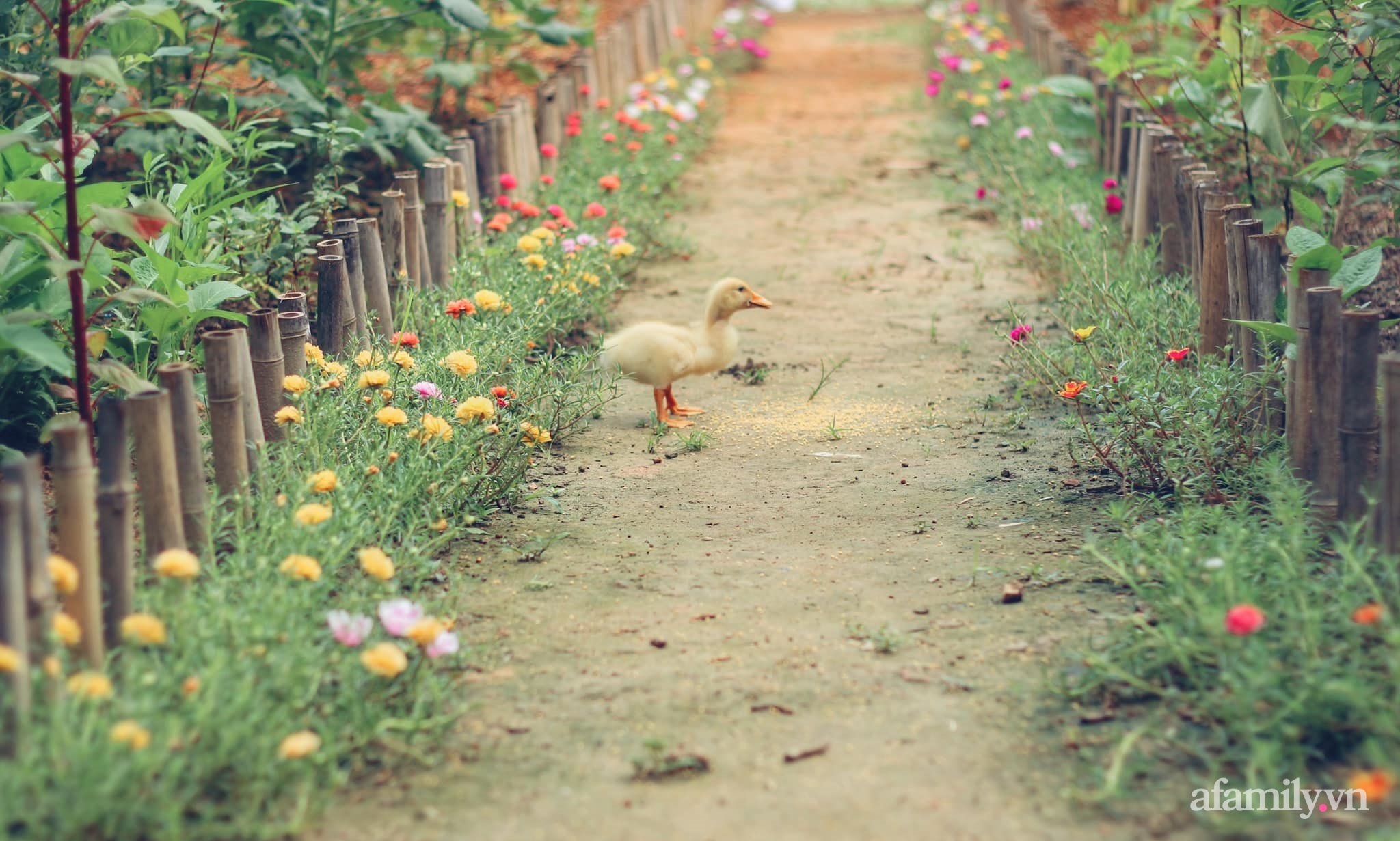 Cô gái trẻ bỏ Hà Nội phố về quê trồng rau nuôi cá, tạo không gian xanh sống cuộc đời an lành - Ảnh 3.