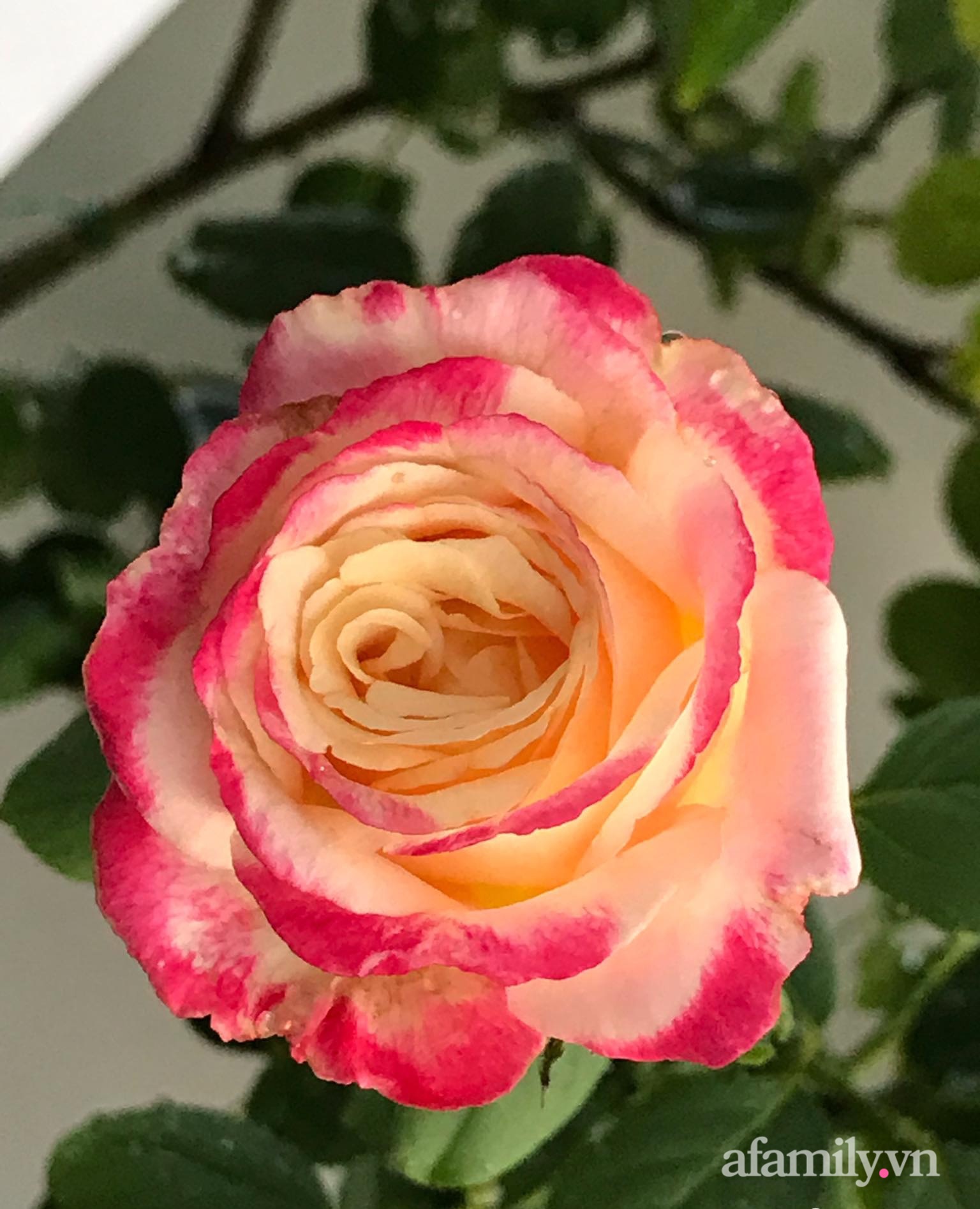 7-16025733951271590490058.jpg