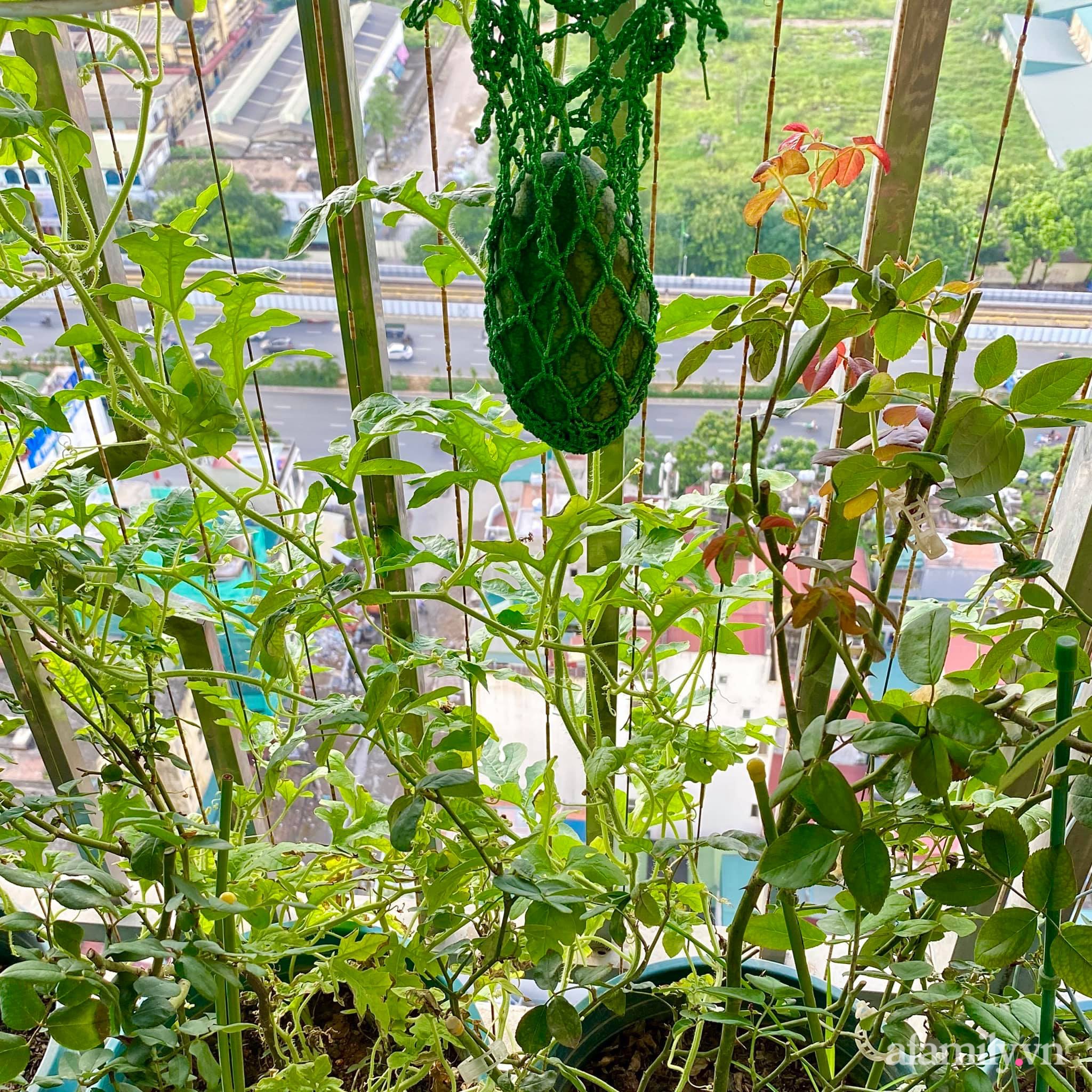 Kinh nghiệm &quot;có một không hai&quot; giúp trồng dưa hấu trên ban công chung cư của bà mẹ đảm Hà Nội - Ảnh 2.