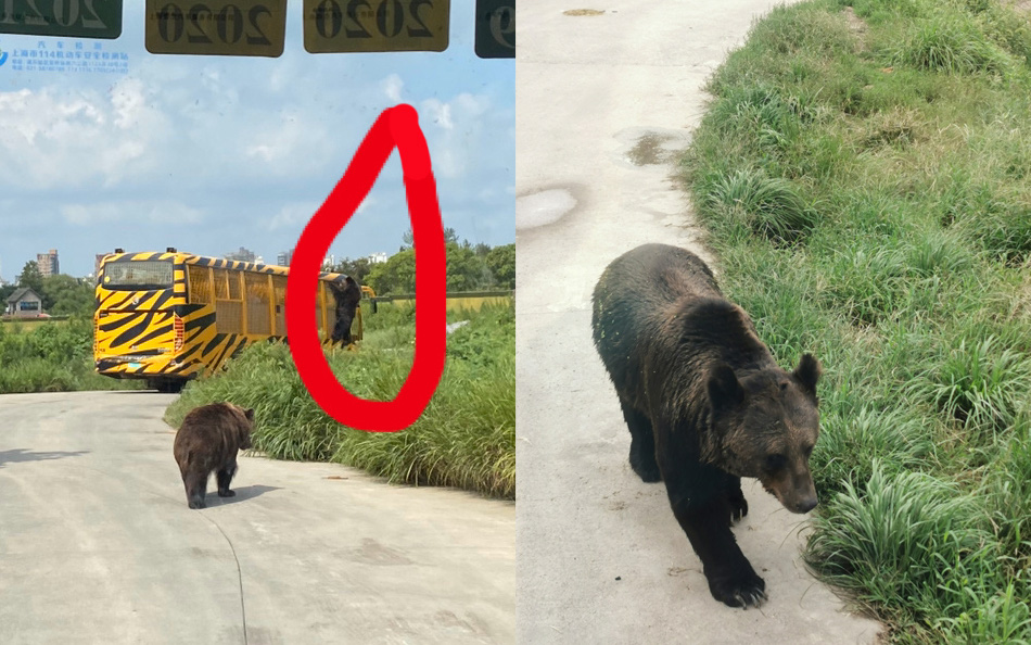 Du khách tham quan vườn thú hoang dã tận mắt chứng kiến một nhân viên bị gấu tấn công đến chết