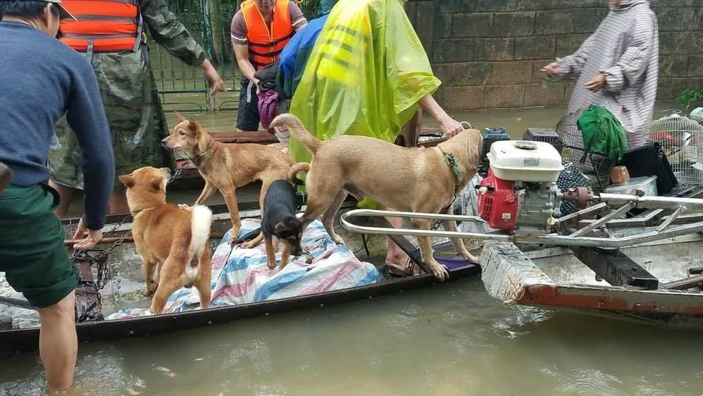 Hàng trăm con vật được cứu khỏi vùng ngập khiến nhiều người cảm 