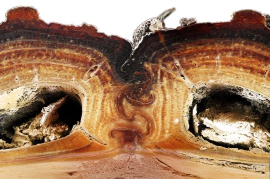 Đây là loài bọ &quot;mình đồng da sắt&quot; của thế giới tự nhiên, ô tô 1,6 tấn cán không chết - Ảnh 2.