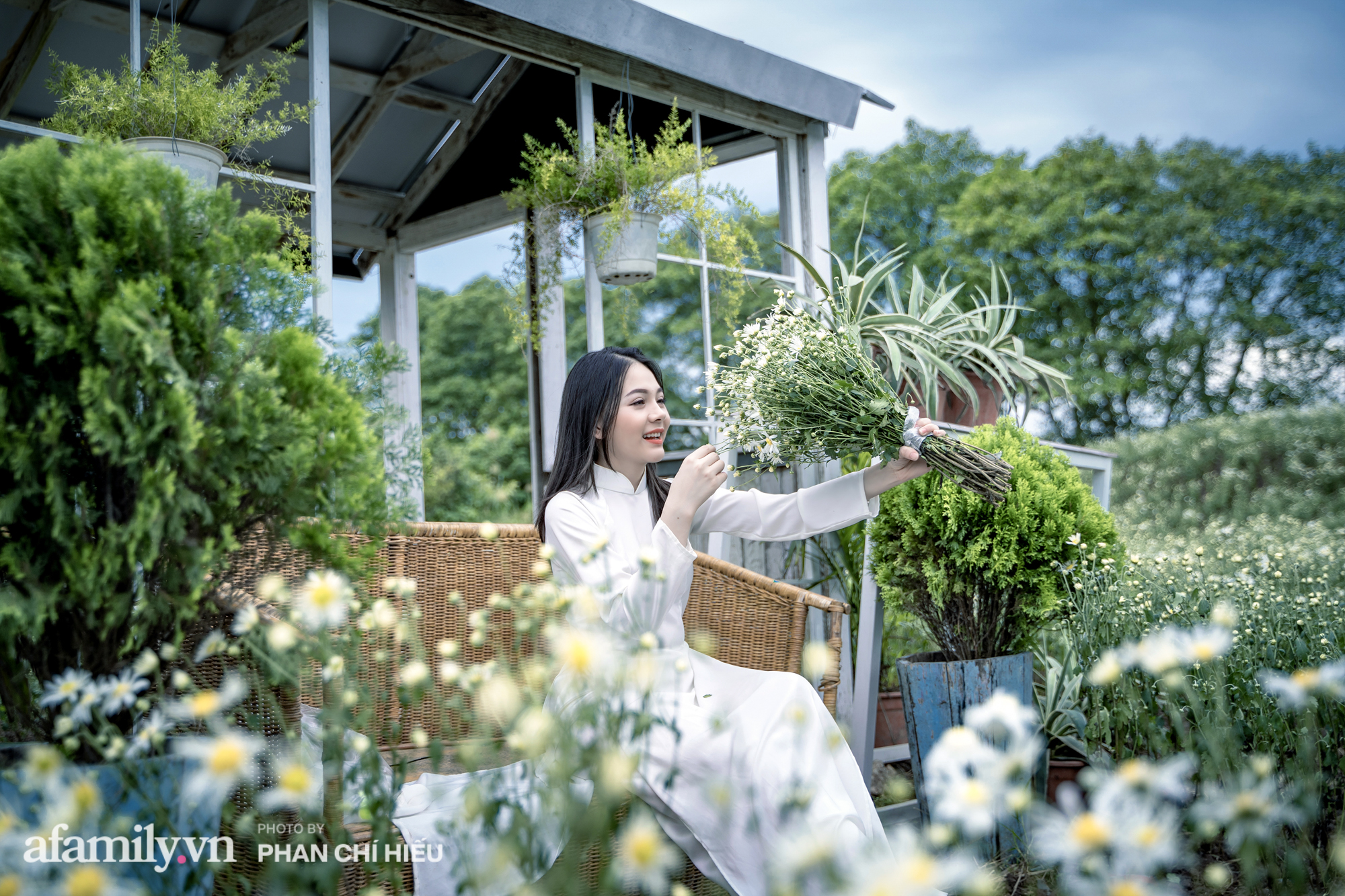 Mãn nhãn với vườn hoa cúc họa mi nở sớm nhất Hà Nội, trắng tinh khối &quot;hút hồn&quot; những người yêu cái đẹp - Ảnh 7.