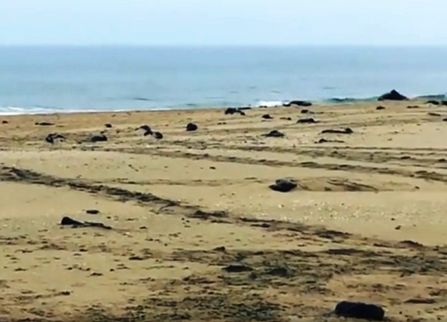Hơn 7.000 xác hải cẩu dạt vào bờ biển Namibia - Ảnh 1.