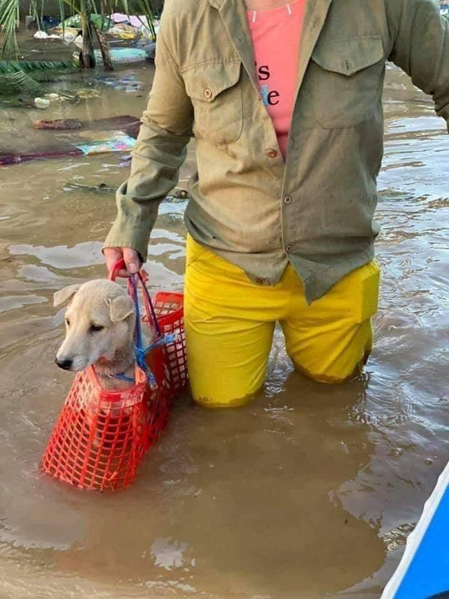 Lũ về khiến đàn trâu bất đắc dĩ phải bơi lên mái nhà, bây giờ lũ rút, chủ nhà &quot;dở khóc dở cười&quot; không biết đưa chúng xuống làm sao? - Ảnh 2.