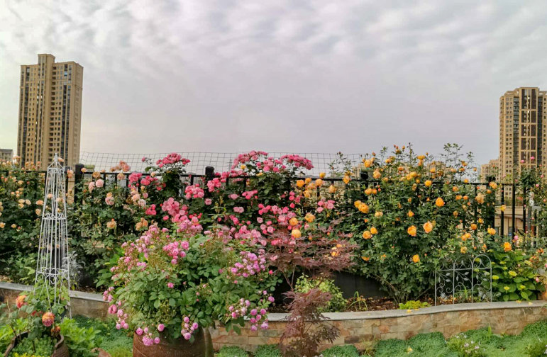 Sân thượng chung cư quanh năm rực rỡ ngát hương với hàng trăm loại hoa hồng - Ảnh 1.