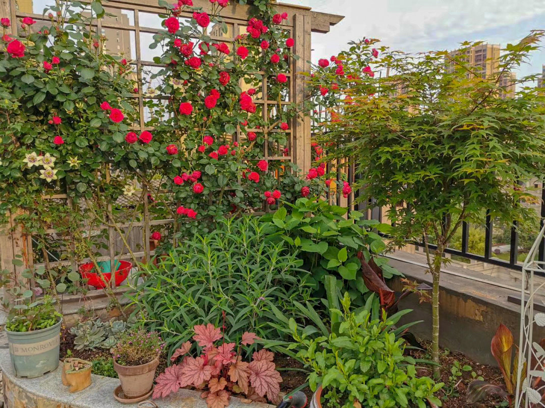 Sân thượng chung cư quanh năm rực rỡ ngát hương với hàng trăm loại hoa hồng - Ảnh 4.