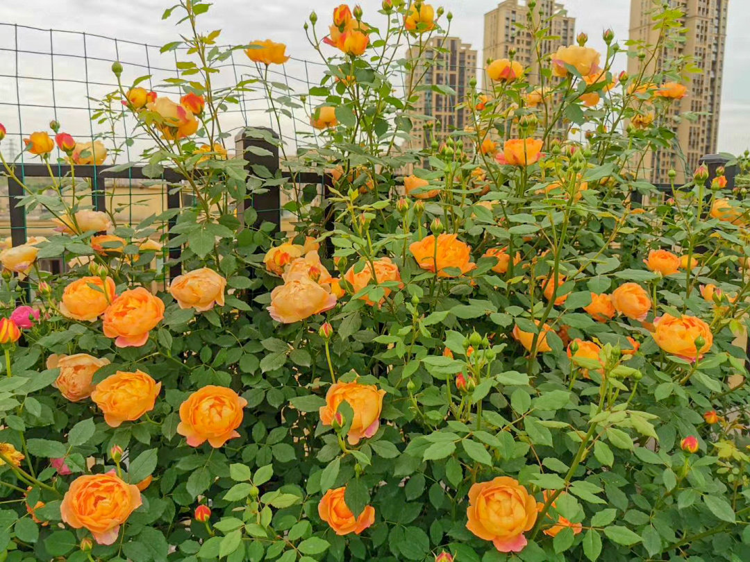 Sân thượng chung cư quanh năm rực rỡ ngát hương với hàng trăm loại hoa hồng - Ảnh 10.