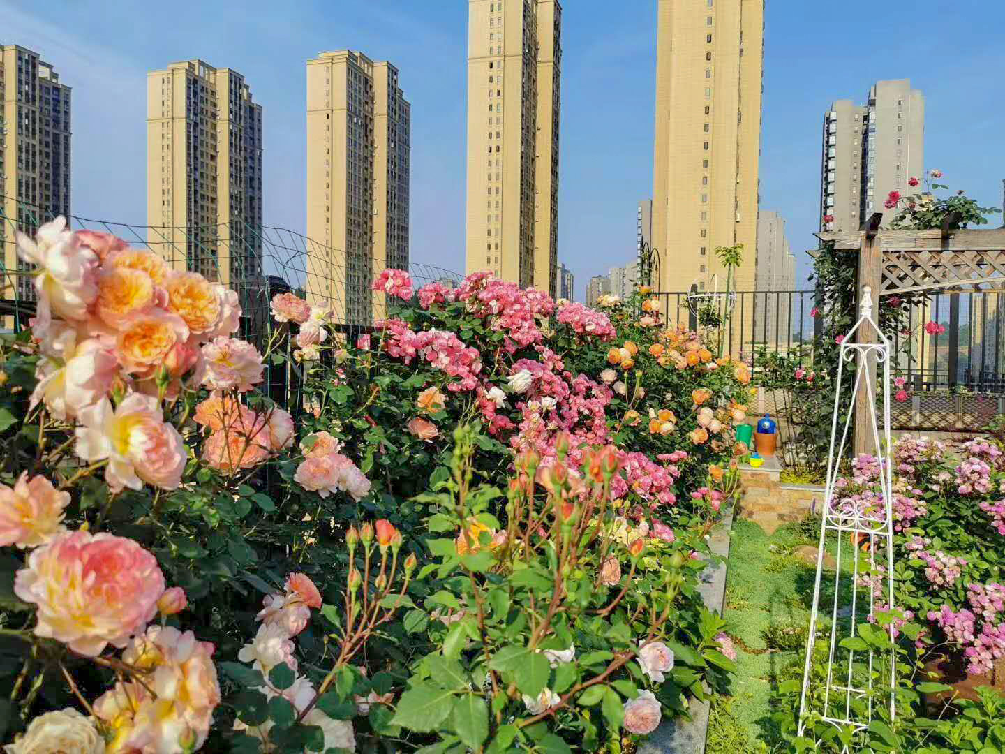 Sân thượng chung cư quanh năm rực rỡ ngát hương với hàng trăm loại hoa hồng - Ảnh 18.