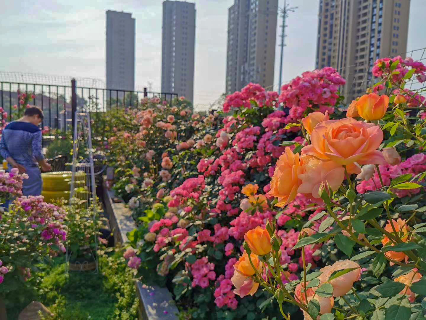 Sân thượng chung cư quanh năm rực rỡ ngát hương với hàng trăm loại hoa hồng - Ảnh 3.