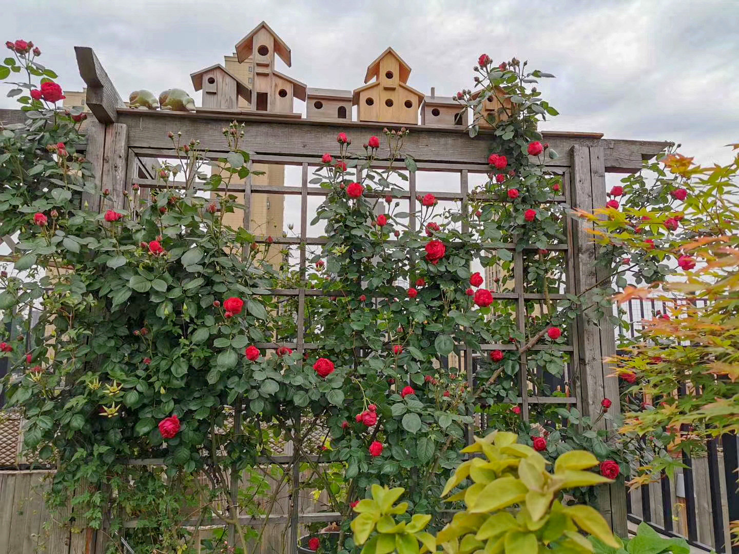 Sân thượng chung cư quanh năm rực rỡ ngát hương với hàng trăm loại hoa hồng - Ảnh 20.
