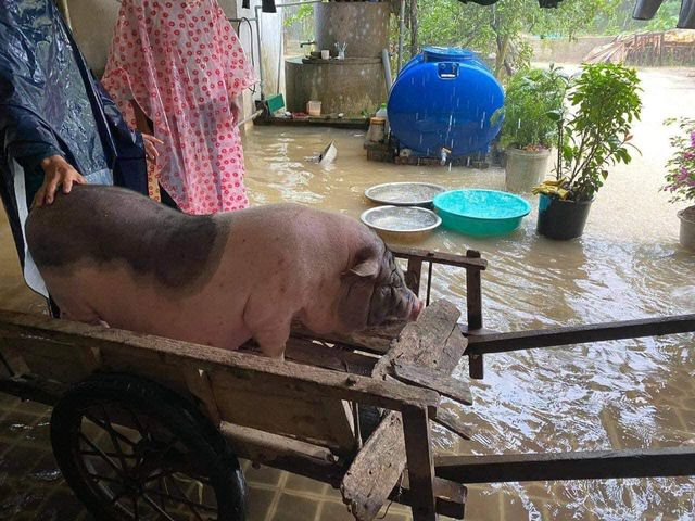 Nước lũ lên cao, người dân Nghệ An trắng đêm chạy lũ - Ảnh 7. Nước lũ lên cao, người dân Nghệ An trắng đêm chạy lũ - Ảnh 7.