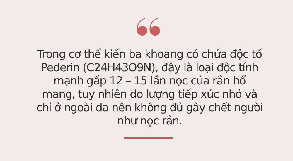 Cơ thể kiến ba khoang có chứa độc tính mạnh gấp 12-15 lần nọc rắn hổ mang: Nếu bị đốt, bác sĩ cảnh báo tuyệt đối KHÔNG xử trí bằng cách này mà ôm họa - Ảnh 2.