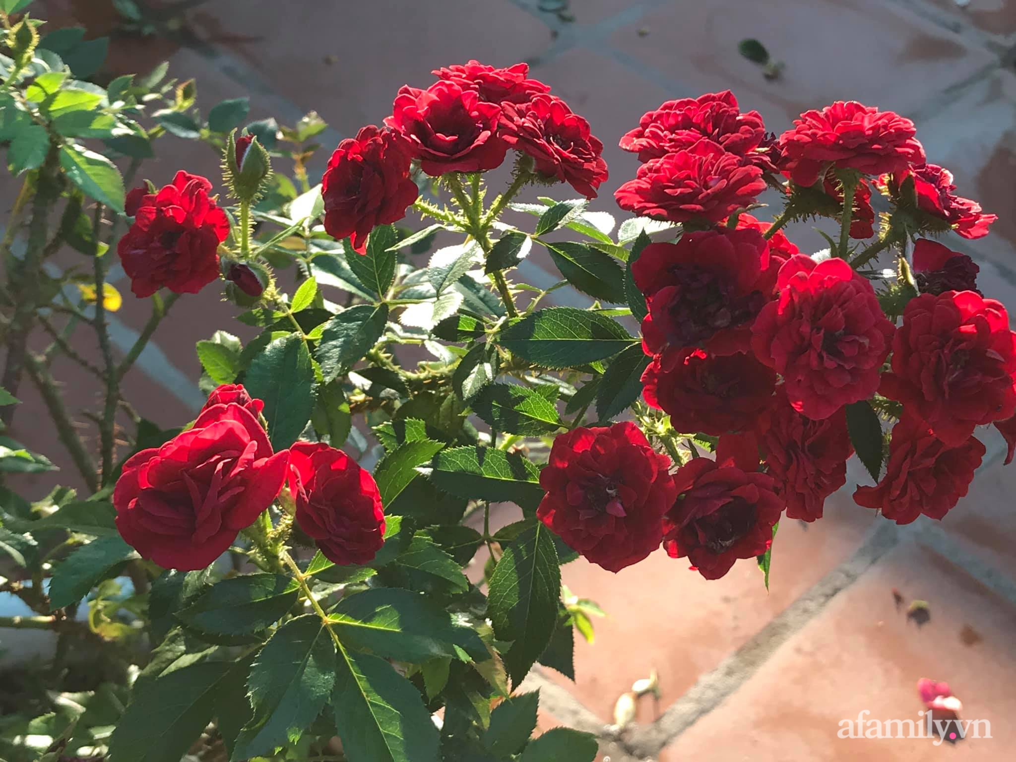 Ngày 20/11 ghé thăm vườn hồng ngát hương dịu dàng khoe sắc trên sân thượng của cô giáo dạy Văn ở Nha Trang - Ảnh 11.