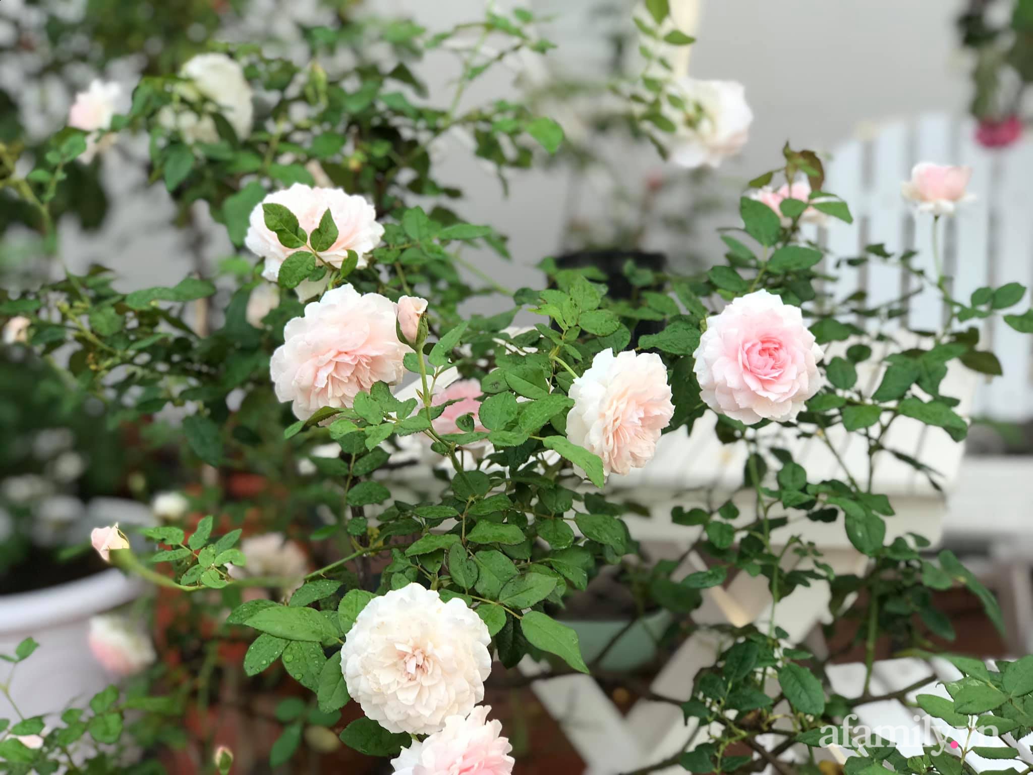 Ngày 20/11 ghé thăm vườn hồng ngát hương dịu dàng khoe sắc trên sân thượng của cô giáo dạy Văn ở Nha Trang - Ảnh 10.