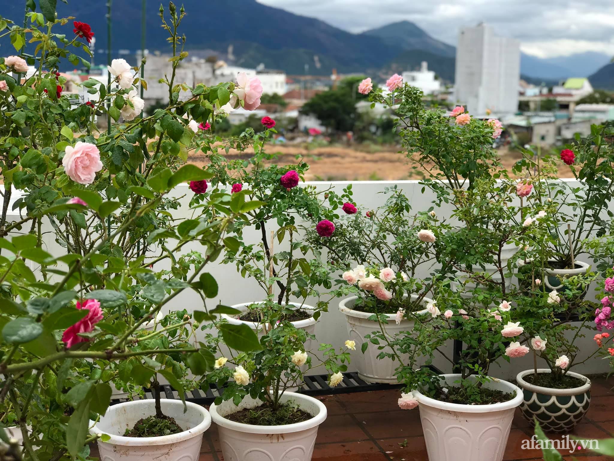 Ngày 20/11 ghé thăm vườn hồng ngát hương dịu dàng khoe sắc trên sân thượng của cô giáo dạy Văn ở Nha Trang - Ảnh 12.