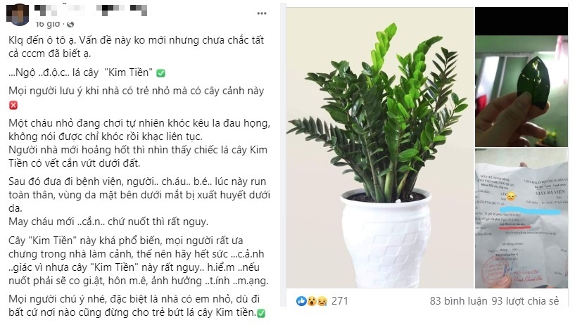Bé 5 tuổi cấp cứu vì ngộ độc loại cây cảnh phổ biến - Ảnh 1. Bé 5 tuổi cấp cứu vì ngộ độc loại cây cảnh phổ biến - Ảnh 1.