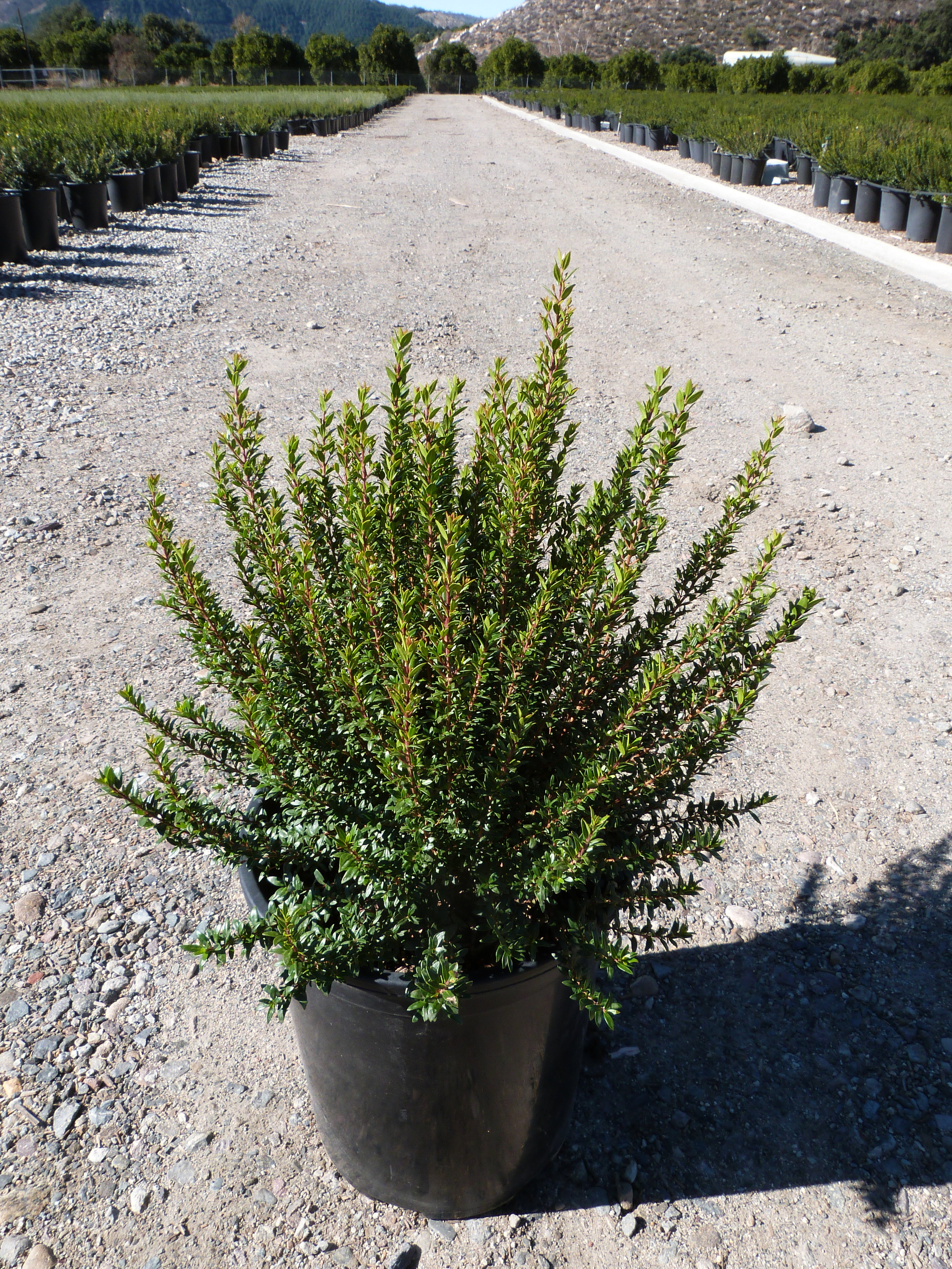 myrtus-com-compacta-16050698154631696627744.jpg