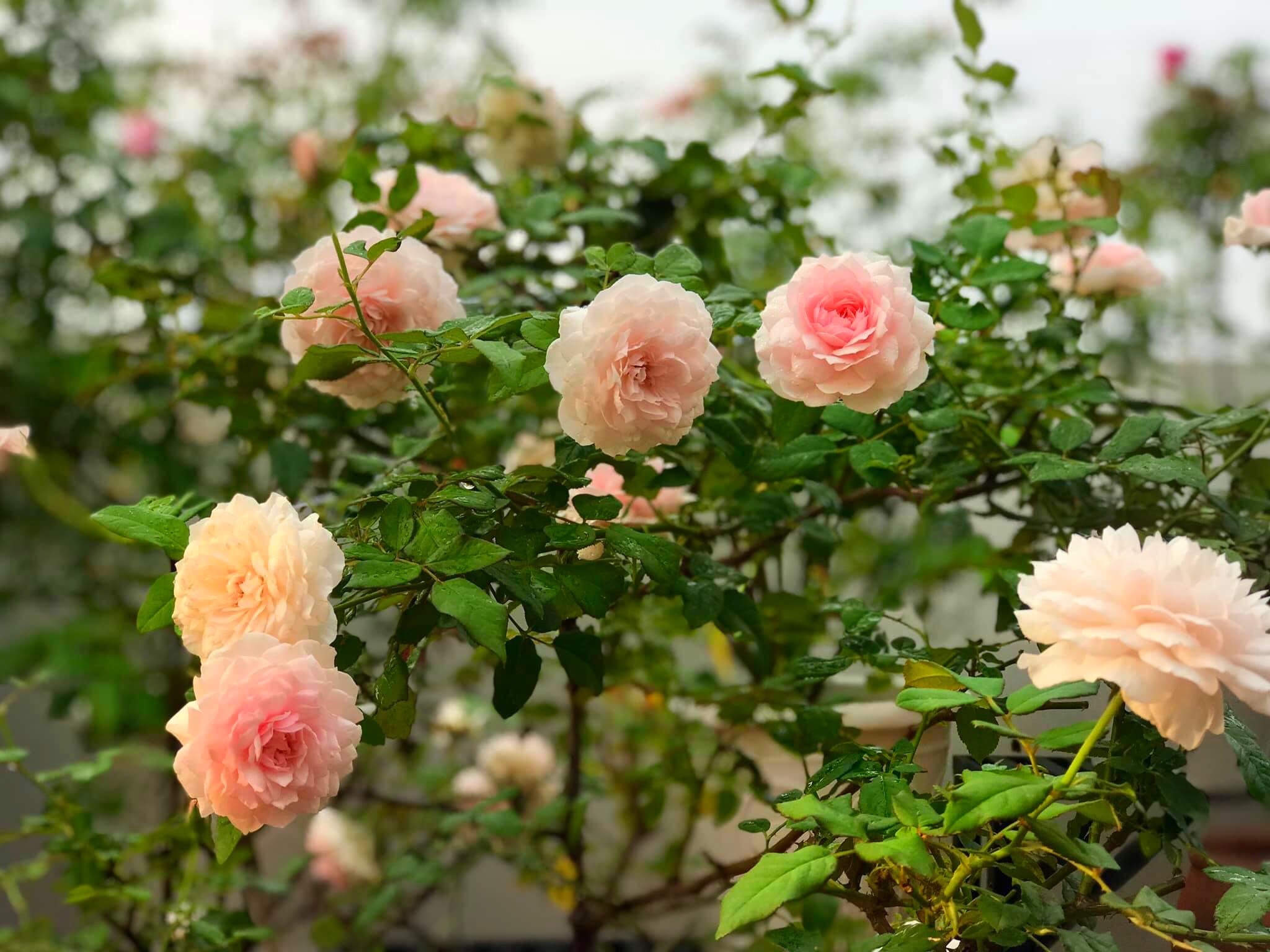 Ngày 20/11 ghé thăm vườn hồng ngát hương dịu dàng khoe sắc trên sân thượng của cô giáo dạy Văn ở Nha Trang - Ảnh 13.