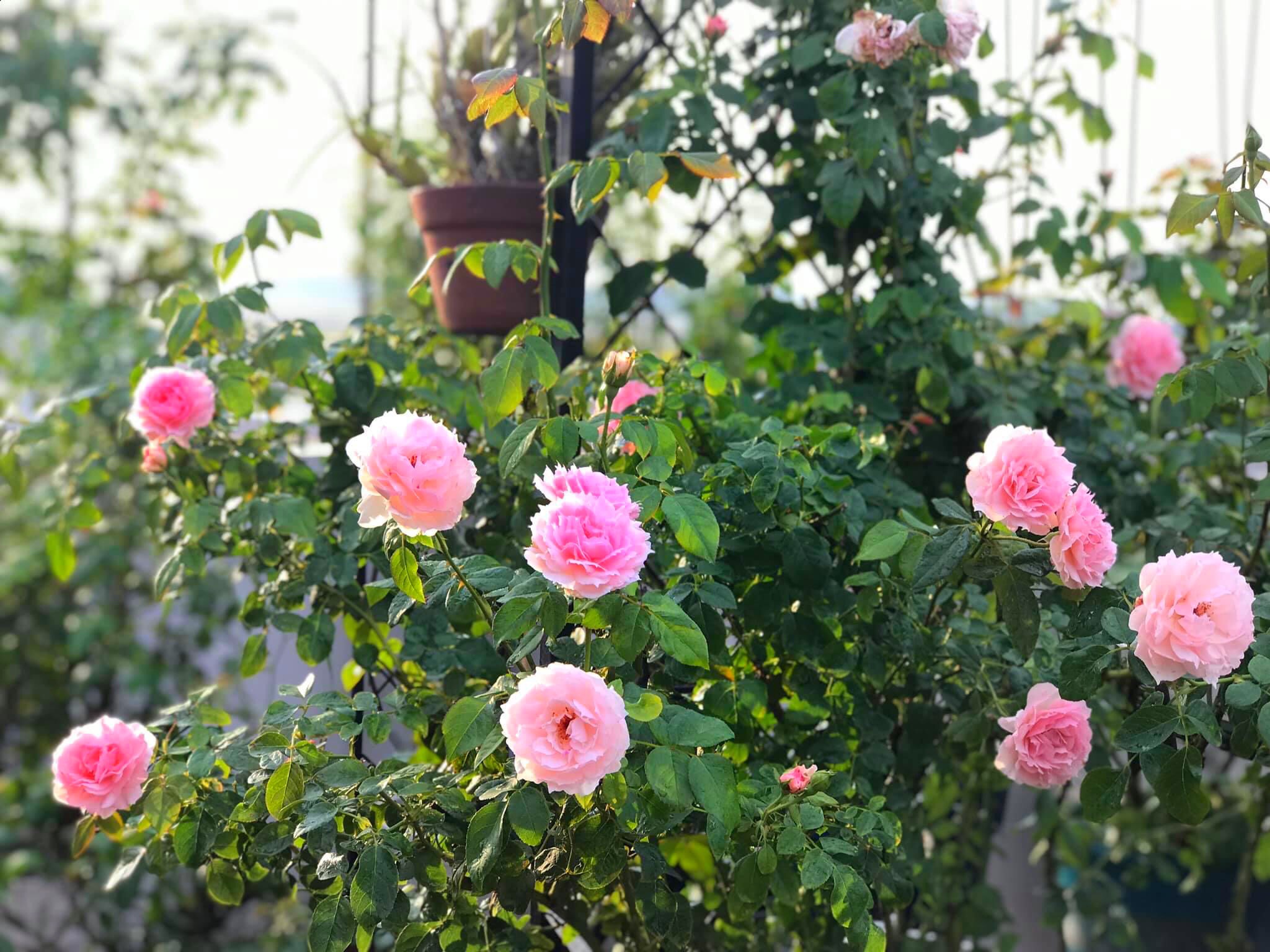 Ngày 20/11 ghé thăm vườn hồng ngát hương dịu dàng khoe sắc trên sân thượng của cô giáo dạy Văn ở Nha Trang - Ảnh 20.