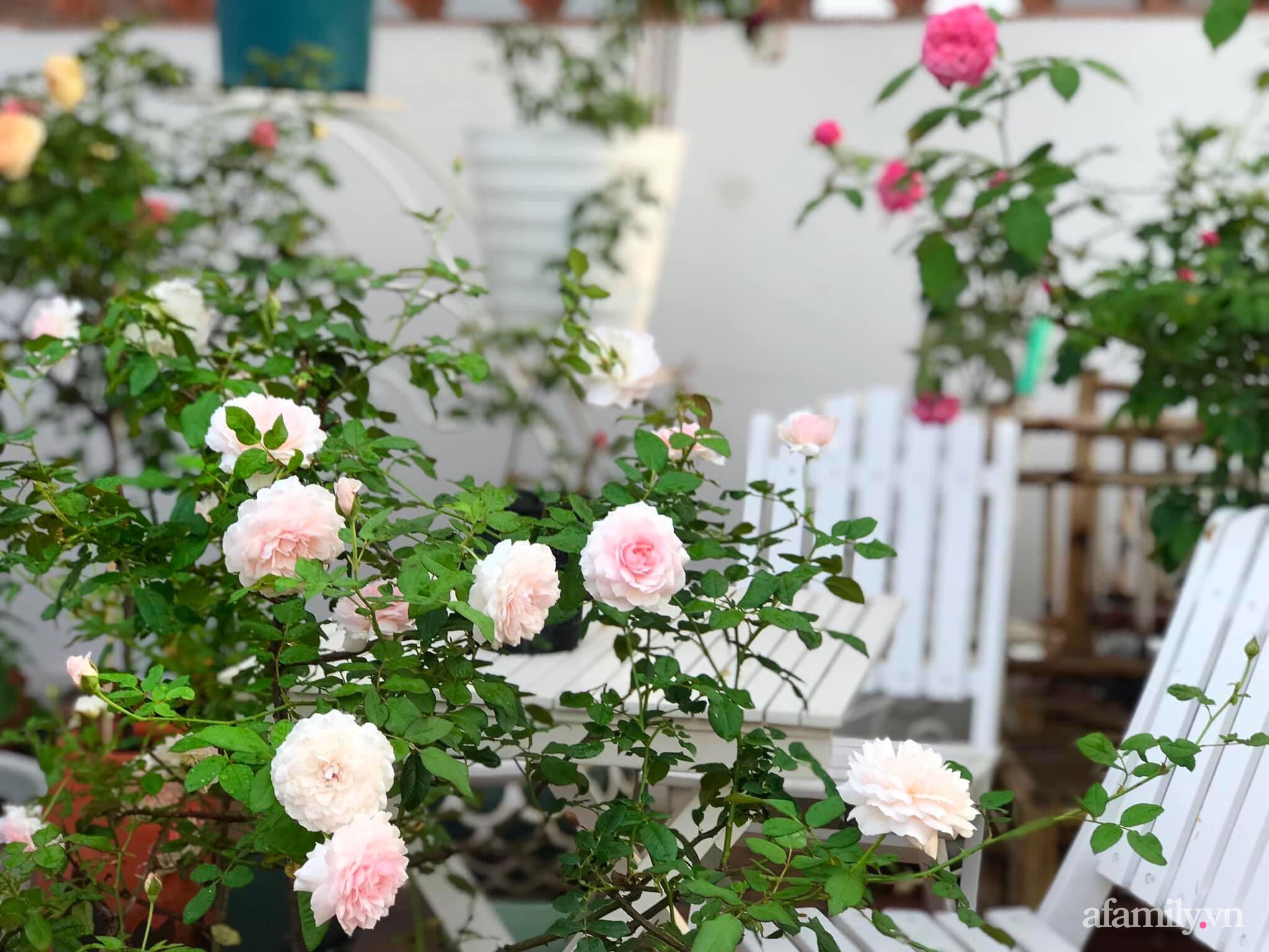 Ngày 20/11 ghé thăm vườn hồng ngát hương dịu dàng khoe sắc trên sân thượng của cô giáo dạy Văn ở Nha Trang - Ảnh 17.