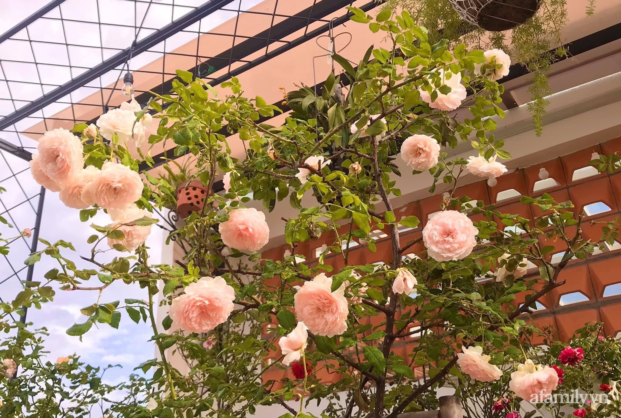 Ngày 20/11 ghé thăm vườn hồng ngát hương dịu dàng khoe sắc trên sân thượng của cô giáo dạy Văn ở Nha Trang - Ảnh 19.