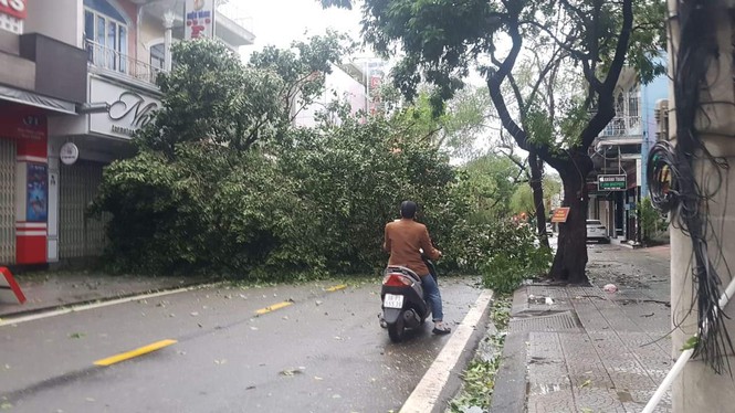 ‘Cụ’ xà cừ số 13 cổ nhất tại Huế bị bão cùng tên quật đổ bật cả gốc gây tiếc nuối - Ảnh 10.