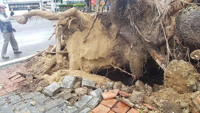 ‘Cụ’ xà cừ số 13 cổ nhất tại Huế bị bão cùng tên quật đổ bật cả gốc gây tiếc nuối - Ảnh 11.