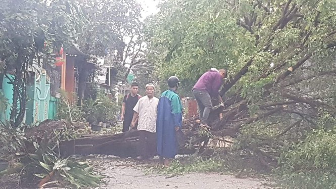 ‘Cụ’ xà cừ số 13 cổ nhất tại Huế bị bão cùng tên quật đổ bật cả gốc gây tiếc nuối - Ảnh 17.