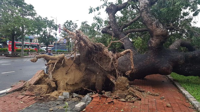 ‘Cụ’ xà cừ số 13 cổ nhất tại Huế bị bão cùng tên quật đổ bật cả gốc gây tiếc nuối - Ảnh 18.