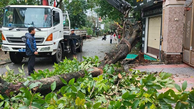 ‘Cụ’ xà cừ số 13 cổ nhất tại Huế bị bão cùng tên quật đổ bật cả gốc gây tiếc nuối - Ảnh 13.