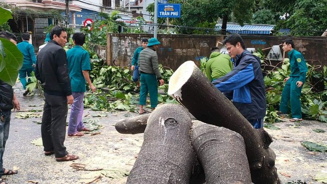 ‘Cụ’ xà cừ số 13 cổ nhất tại Huế bị bão cùng tên quật đổ bật cả gốc gây tiếc nuối - Ảnh 15.