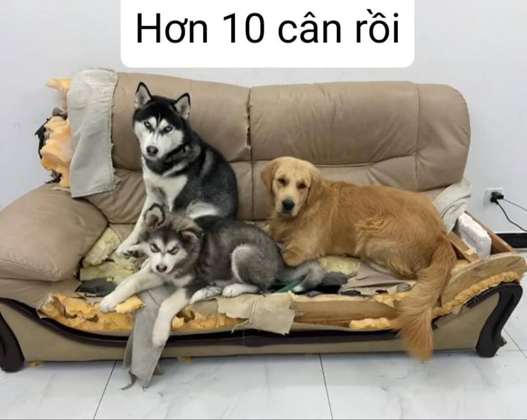 Chia sẻ nhật ký nuôi chó, gia chủ nhận về một loạt lời an ủi: Tinh 