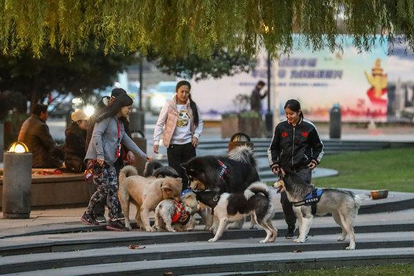 Tranh cãi luật cấm dắt chó đi dạo trong thành phố ở Trung Quốc - Ảnh 1.