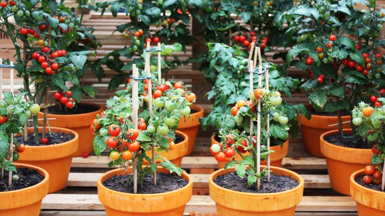 7 bước trồng cà chua bi thực hiện dễ ngay tại nhà, quả ngon ngọt ăn quanh năm - Ảnh 2.