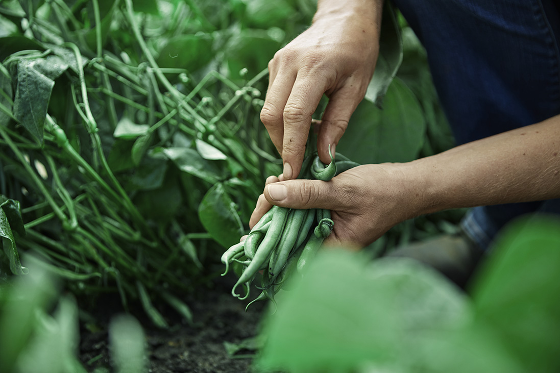Không chỉ ăn dặm, mẹ hiện đại cần tìm hiểu kỹ về ăn dặm organic - Ảnh 2. Không chỉ ăn dặm, mẹ hiện đại cần tìm hiểu kỹ về ăn dặm organic - Ảnh 2.