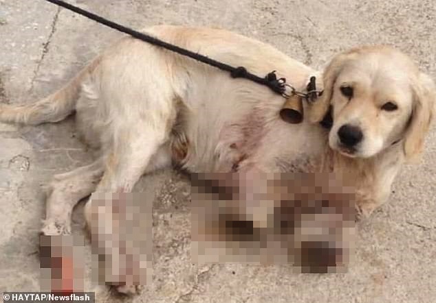 Sang nhà bên đuổi gà, chú chó bị hàng xóm bẻ gãy 2 chân nhưng hành động của chủ nhân con vật mới gây phẫn nộ tột cùng, cảnh sát phải vào cuộc điều tra - Ảnh 3. Sang nhà bên đuổi gà, chú chó bị hàng xóm bẻ gãy 2 chân nhưng hành động của chủ nhân con vật mới gây phẫn nộ tột cùng, cảnh sát phải vào cuộc điều tra - Ảnh 3.