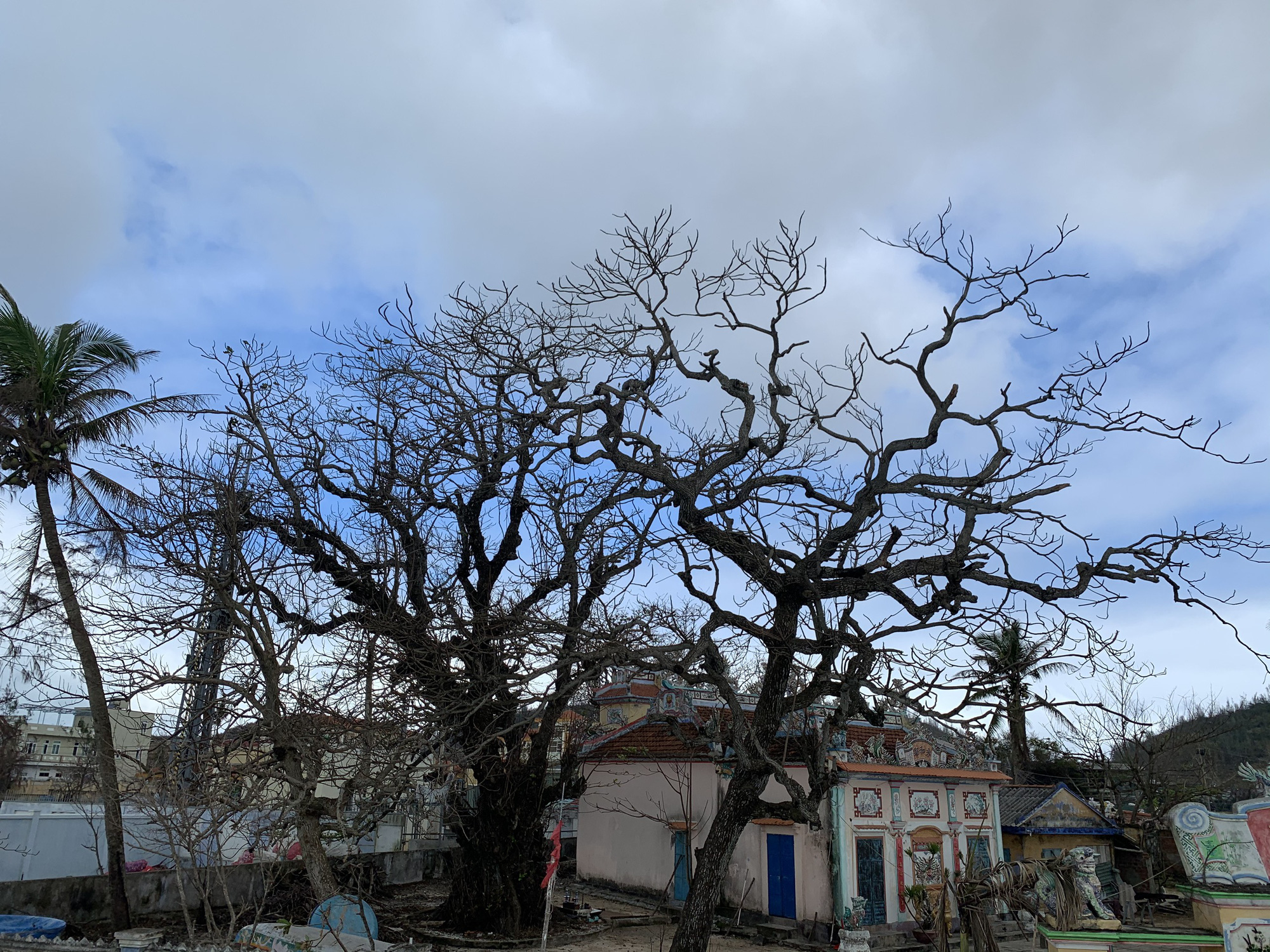 Hàng chục ngàn cây xanh trên đảo Lý Sơn bị bão vặt trụi lá  - Ảnh 9.