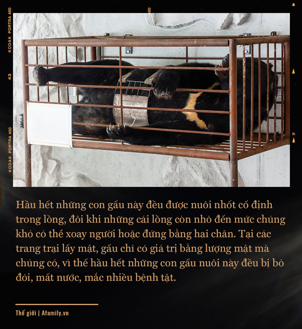Những màn tra tấn tàn ác từ ngành công nghiệp nuôi gấu lấy mật để có "thần dược" và sự thật lạnh người khiến con người có thể phải trả giá đắt - Ảnh 5. Những màn tra tấn tàn ác từ ngành công nghiệp nuôi gấu lấy mật để có "thần dược" và sự thật lạnh người khiến con người có thể phải trả giá đắt - Ảnh 5.