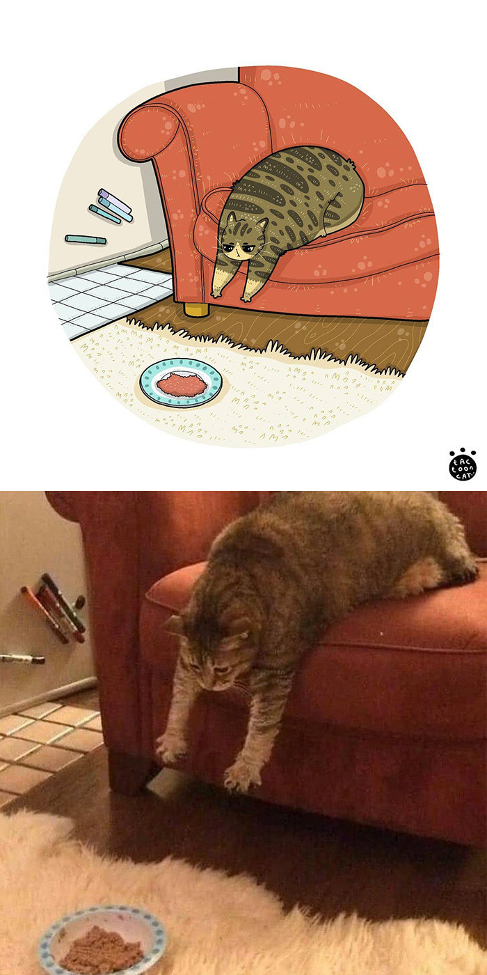 101 ảnh meme mèo hài hước dễ thương, chất lượng cao, tải miễn phí