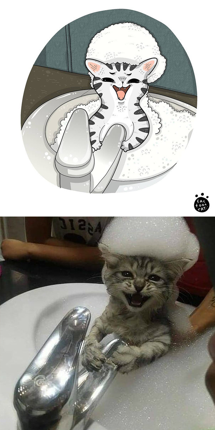 101+ Meme mèo hot, mèo dỗi, meme mèo hài hước siêu bựa