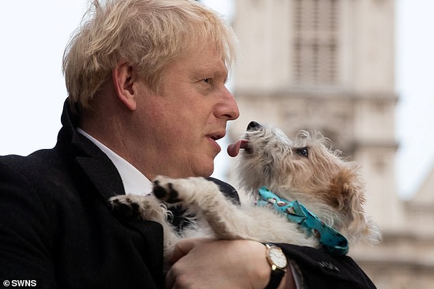 Chó cưng của Thủ tướng Anh nghi mắc COVID-19 - Ảnh 1.