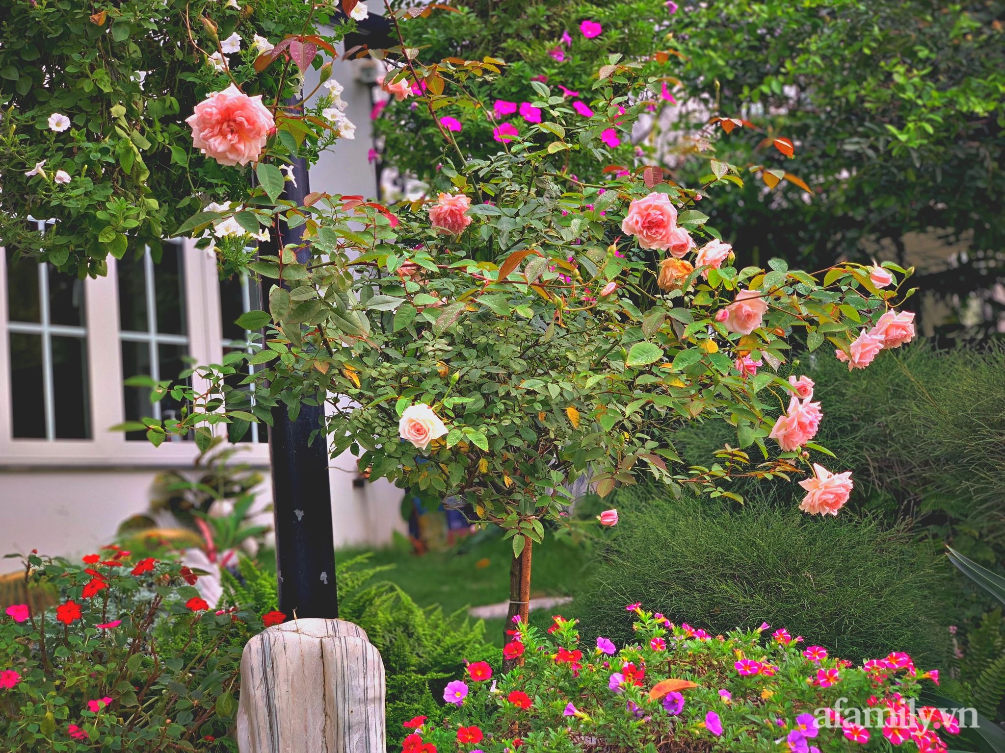 Khu vườn bốn mùa khoe sắc của nữ chủ nhân có nụ cười xinh như hoa ở Hà Nội - Ảnh 9.