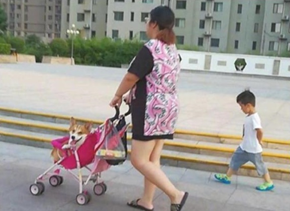 Mẹ chăm chú vào xe đẩy còn con trai nhỏ lủi thủi đi theo sau, khi nhìn rõ nhân vật ngồi trong xe thì ai nấy "ngã ngửa" - Ảnh 1. Mẹ chăm chú vào xe đẩy còn con trai nhỏ lủi thủi đi theo sau, khi nhìn rõ nhân vật ngồi trong xe thì ai nấy "ngã ngửa" - Ảnh 1.