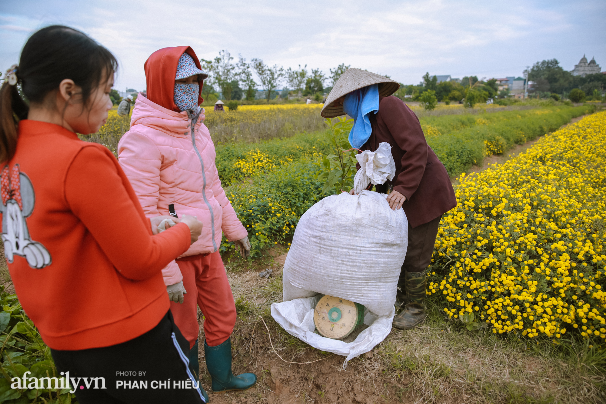 Visit a hundred-year village near Hanoi, possessing the "kingly" chrysanthemum fields  golden, making people everywhere pouring in to take pictures - Photo 12.