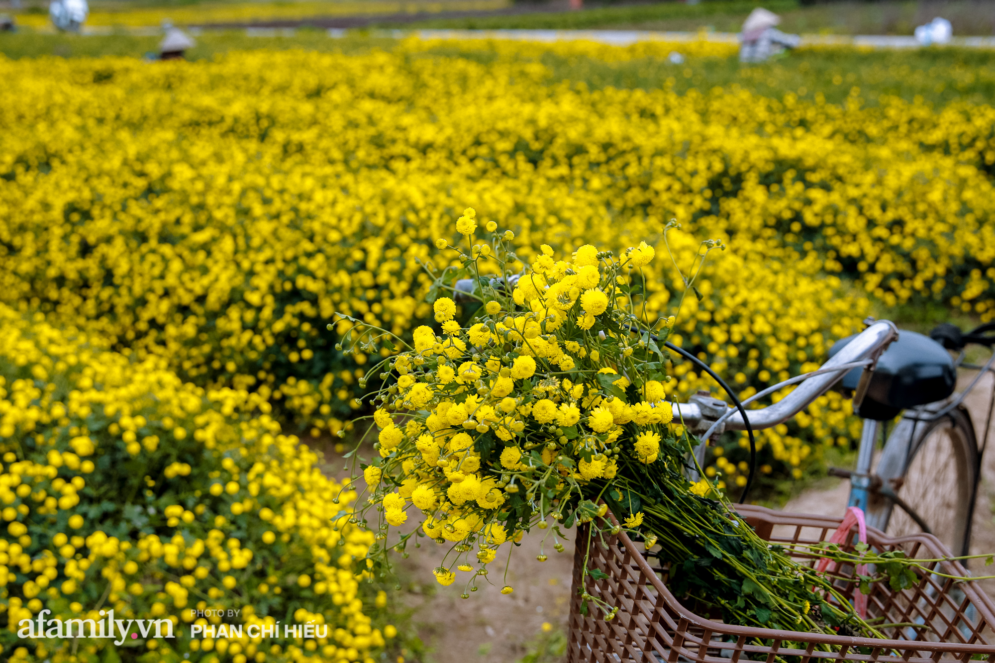 Visit a hundred-year village near Hanoi, possessing the "kingly" chrysanthemum fields  golden, making people everywhere pouring in to take pictures - Photo 5.