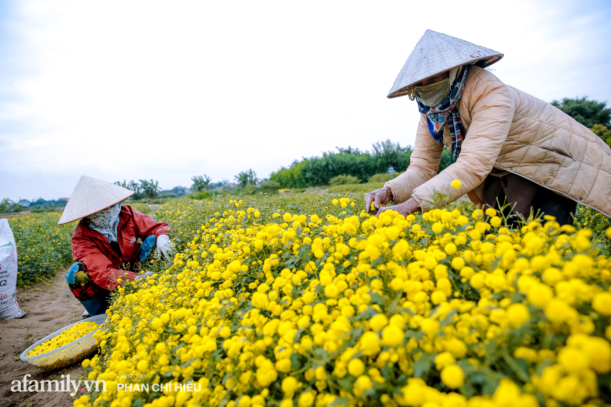 Visit a hundred-year village near Hanoi, possessing the "kingly" chrysanthemum fields  golden, making people everywhere pouring in to take pictures - Photo 8.